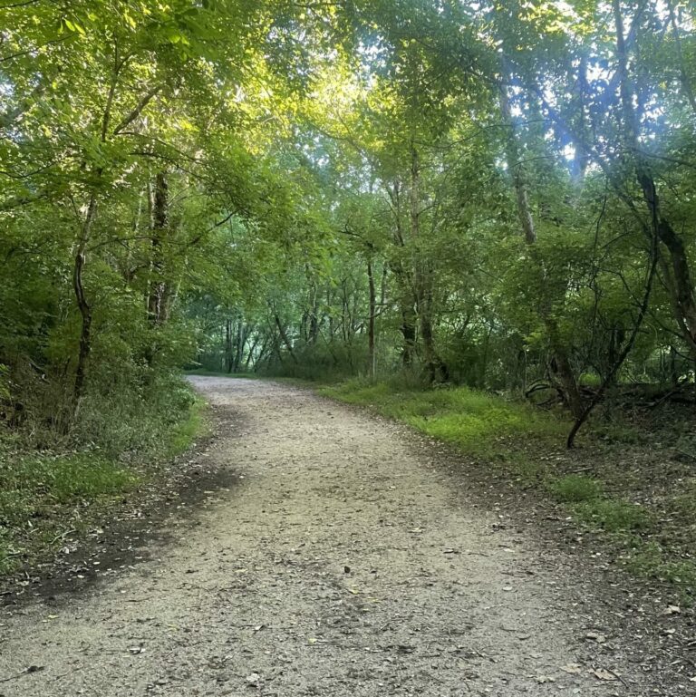 photograph of trees with a gravel road