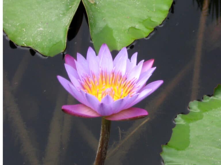 photograph of a pink lotus in a pond surrounded by lily pads