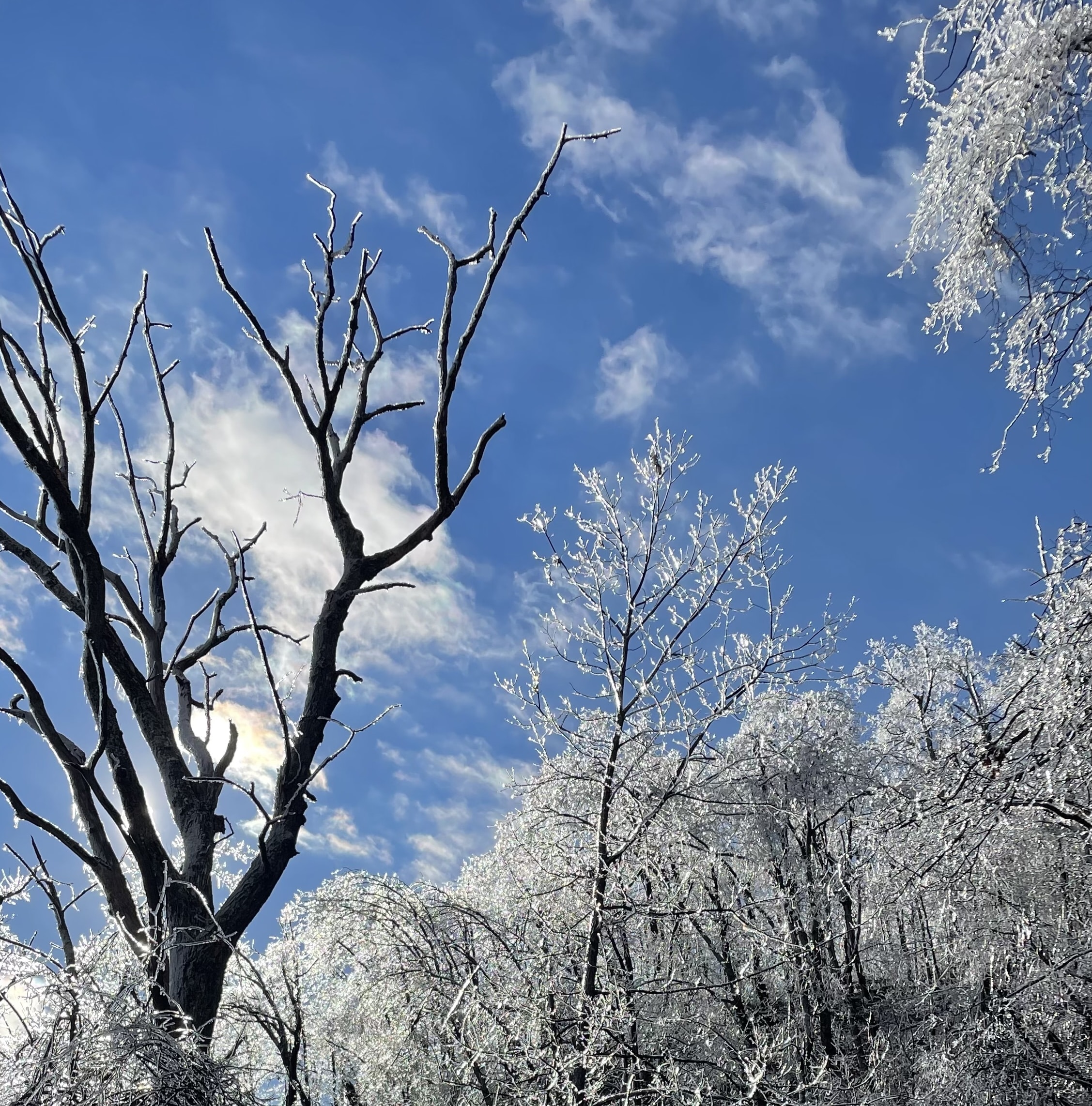 ice on trees over a blue sky, used to show that the center has canceled an event for inclement weather